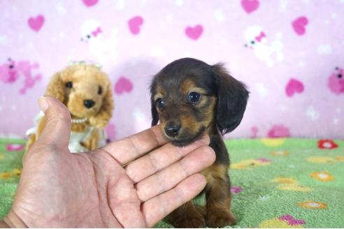 成約済の兵庫県のミニチュアダックスフンド(ロングヘアード)-113017の1枚目