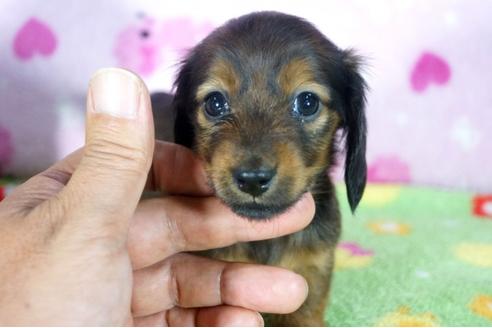 成約済の兵庫県のミニチュアダックスフンド(ロングヘアード)-113017の2枚目