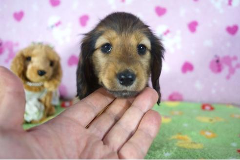 成約済の兵庫県のミニチュアダックスフンド(ロングヘアード)-113022の3枚目