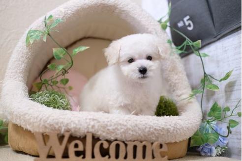 成約済の滋賀県のトイプードル-111634の1枚目