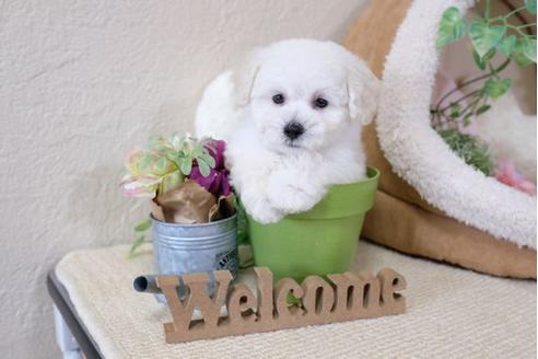 成約済の滋賀県のトイプードル-111634の5枚目