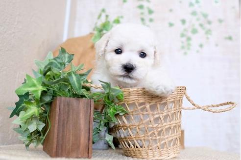 成約済の滋賀県のトイプードル-111634の3枚目