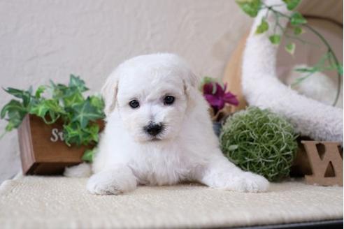 成約済の滋賀県のトイプードル-111634の2枚目