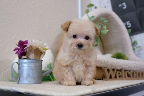 成約済の滋賀県のトイプードル-111648