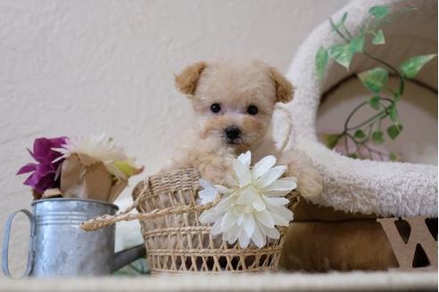 成約済の滋賀県のトイプードル-111648の5枚目