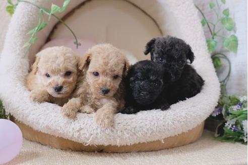 成約済の滋賀県のトイプードル-111648の4枚目