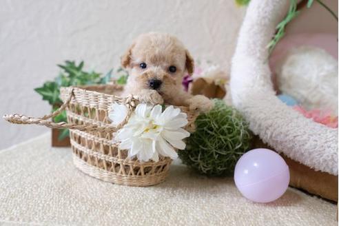 成約済の滋賀県のトイプードル-111648の3枚目