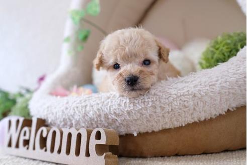 成約済の滋賀県のトイプードル-111648の2枚目