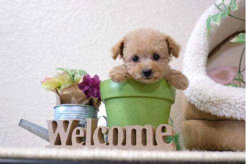 成約済の滋賀県のトイプードル-111649