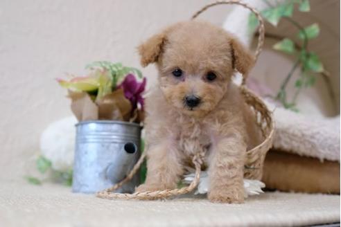 成約済の滋賀県のトイプードル-111649の5枚目