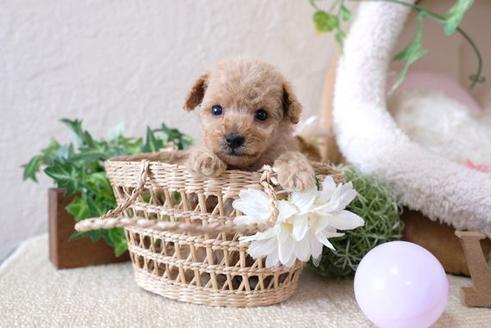 成約済の滋賀県のトイプードル-111649の3枚目