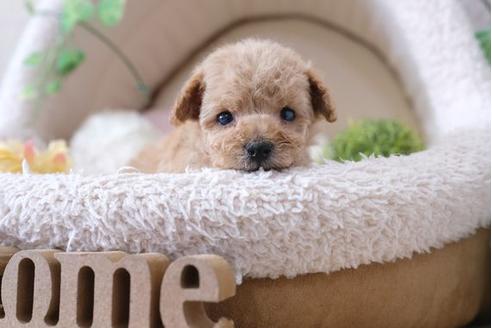 成約済の滋賀県のトイプードル-111649の2枚目