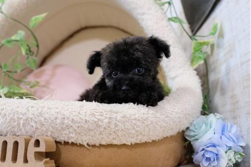 成約済の滋賀県のトイプードル-111650