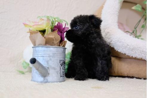 成約済の滋賀県のトイプードル-111650の5枚目