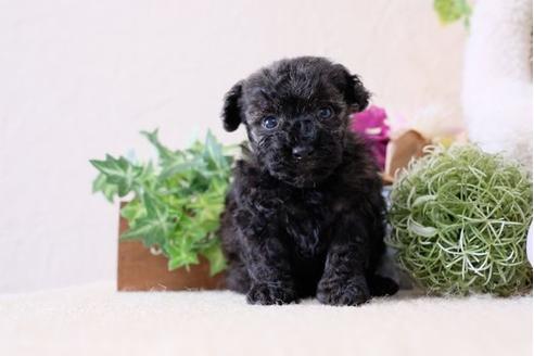 成約済の滋賀県のトイプードル-111650の3枚目