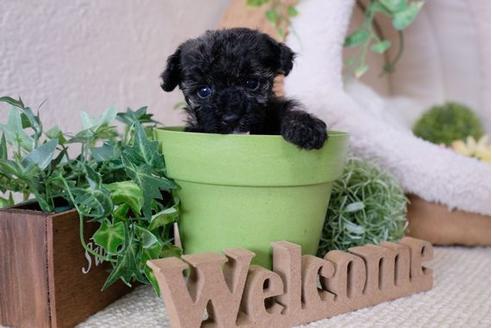 成約済の滋賀県のトイプードル-111650の2枚目