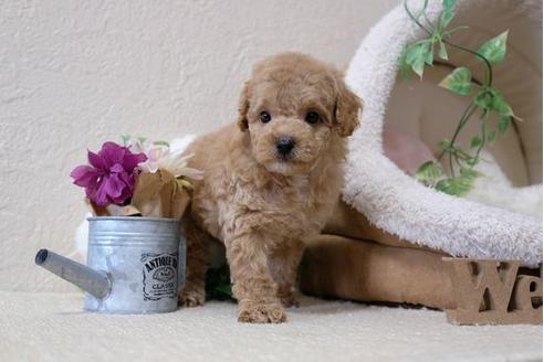 成約済の滋賀県のトイプードル-111656の1枚目