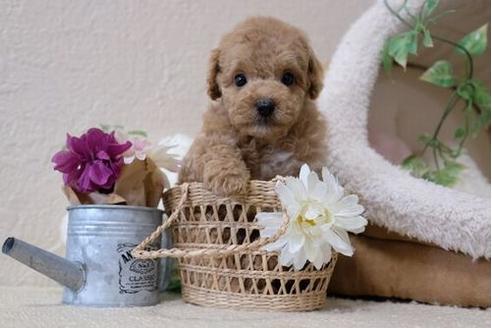 成約済の滋賀県のトイプードル-111656の5枚目