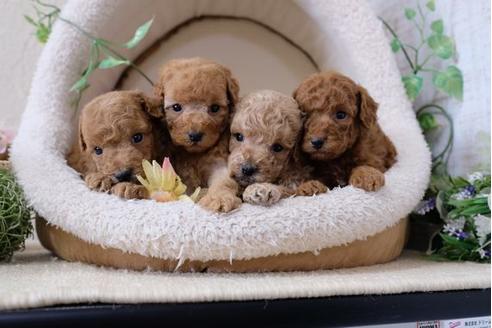 成約済の滋賀県のトイプードル-111656の4枚目