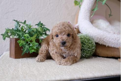 成約済の滋賀県のトイプードル-111656の3枚目