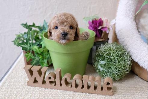 成約済の滋賀県のトイプードル-111656の2枚目