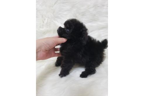 成約済の岡山県のティーカッププードル-112419の2枚目