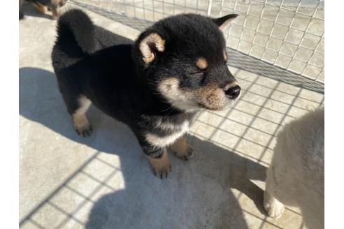 成約済の山梨県の豆柴-107800の4枚目