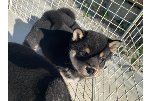 成約済の山梨県の豆柴-107800の5枚目