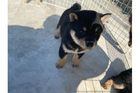 成約済の山梨県の豆柴-107800の2枚目