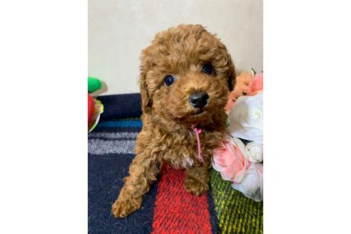 成約済の大阪府のトイプードル-113069の3枚目