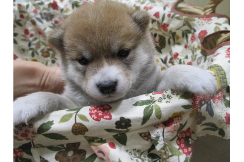 成約済の岡山県の豆柴-111585の4枚目