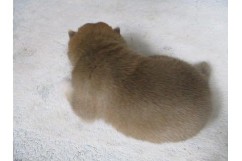 成約済の岡山県の豆柴-111585の3枚目