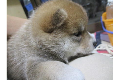 成約済の岡山県の豆柴-111585の2枚目