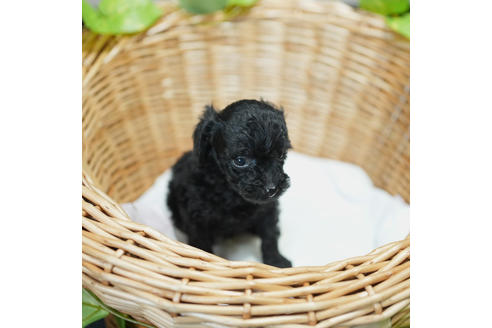 成約済の愛媛県のトイプードル-111081の1枚目
