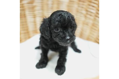 成約済の愛媛県のトイプードル-111081の3枚目