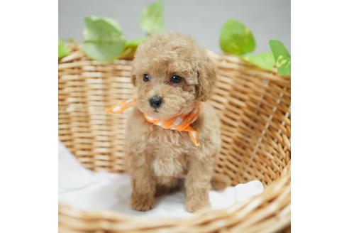 成約済の愛媛県のトイプードル-111070の2枚目