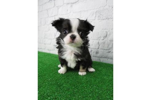 成約済の大阪府のチワワ(ロングコート)-113118