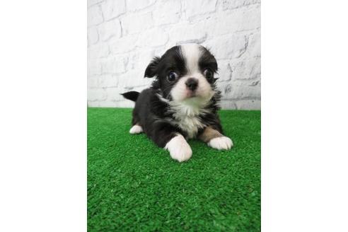 成約済の大阪府のチワワ(ロングコート)-113118の5枚目