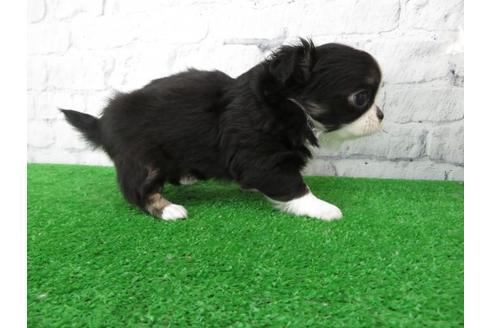 成約済の大阪府のチワワ(ロングコート)-113118の4枚目