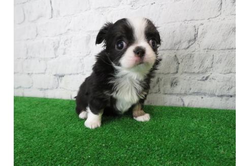 成約済の大阪府のチワワ(ロングコート)-113118の3枚目