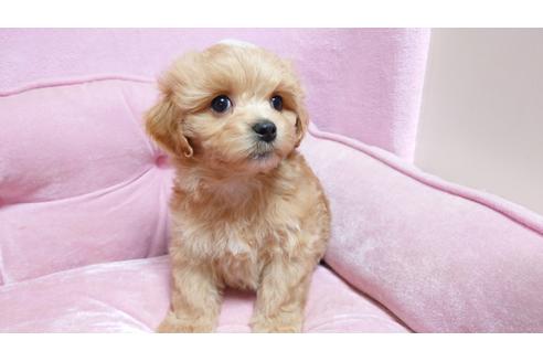 成約済の埼玉県のマルプー:マルチーズ×トイプードル-113135の1枚目