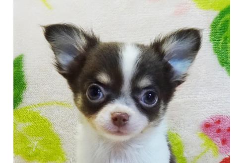 成約済の千葉県のチワワ(ロングコート)-113174の2枚目