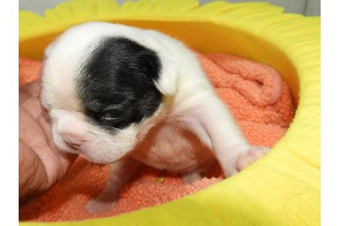 成約済の福岡県のフレンチブルドッグ-113197の4枚目