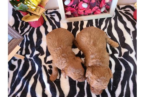 成約済の埼玉県のトイプードル-112200の4枚目