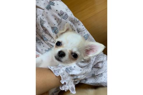 成約済の埼玉県のチワワ(ロングコート)-109387の9枚目
