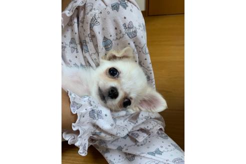 成約済の埼玉県のチワワ(ロングコート)-109387の8枚目