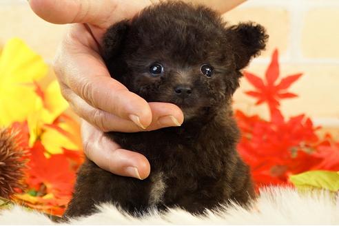 成約済の香川県のティーカッププードル-113230の1枚目