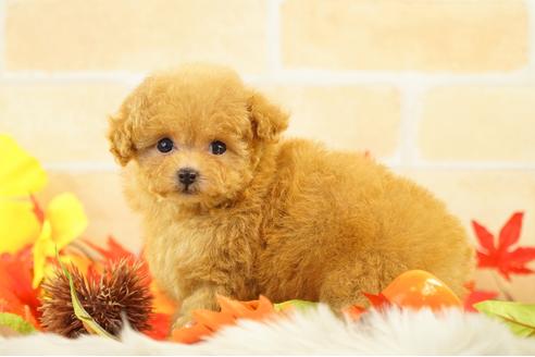 成約済の香川県のティーカッププードル-113231の3枚目