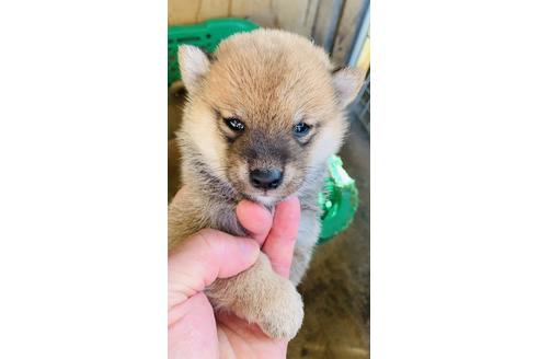 成約済の茨城県の豆柴-112285