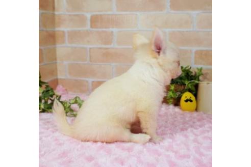 成約済の愛知県のチワワ(ロングコート)-113252の5枚目